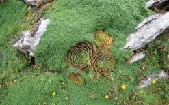 Elfin Creeping Thyme (Thymus Serpyllum 'Elfin') - 5 Pack Of Pint Pots 11 Elfin Creeping Thyme (Thymus Serpyllum 'Elfin') - 5 Pack Of Pint Pots -Shrub Plant Shop picture creeping thyme elfin 4 1