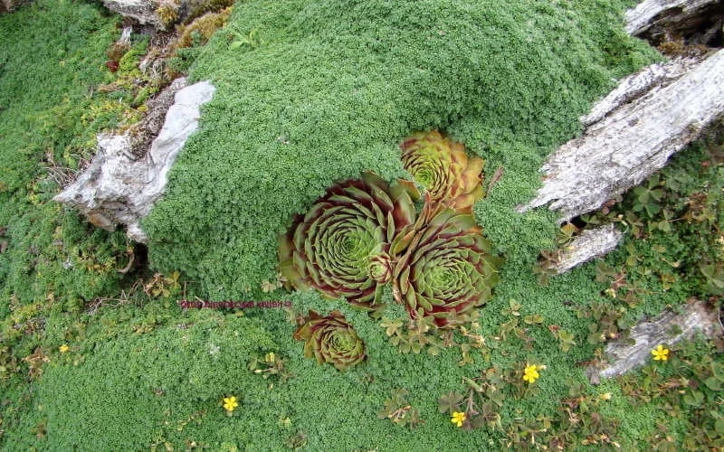 Elfin Creeping Thyme (Thymus Serpyllum 'Elfin') - 5 Pack Of Pint Pots 5 Elfin Creeping Thyme (Thymus Serpyllum 'Elfin') - 5 Pack Of Pint Pots - Image 5