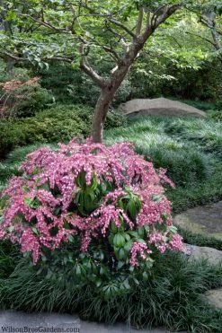 Katsura Pieris - 2 Gallon Pot -Shrub Plant Shop pieris japonica katsura 28 1