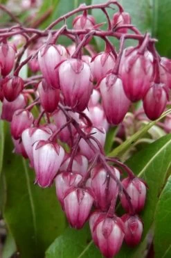 Katsura Pieris - 2 Gallon Pot -Shrub Plant Shop pieris japonica katsura 30 1