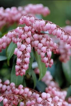Katsura Pieris - 2 Gallon Pot -Shrub Plant Shop pieris japonica katsura 31 1
