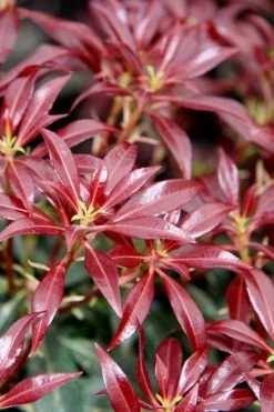 Katsura Pieris - 2 Gallon Pot