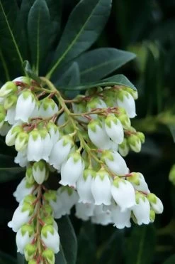 Southern Lady Pieris - 3 Gallon Pot -Shrub Plant Shop pieris japonica southern lady 1
