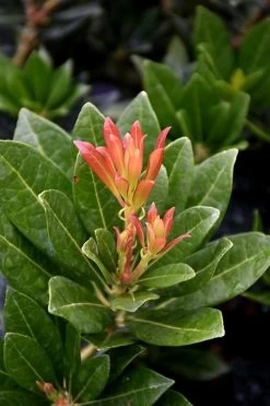 Southern Lady Pieris - 3 Gallon Pot -Shrub Plant Shop pieris japonica southern lady 2