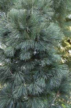 Tip Top Dwarf Columnar Swiss Stone Pine (Pinus Cembra) - 5 Gallon Pot -Shrub Plant Shop pinus cembra tip top swiss stone pine 4