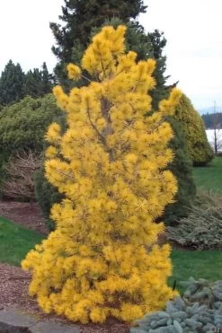 Chief Joseph Golden Lodgepole Pine (Pinus Contorta) - 2 Gallon Pot -Shrub Plant Shop pinus contorta chief joseph golden lodgepole pine 21