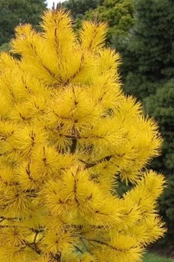 Chief Joseph Golden Lodgepole Pine (Pinus Contorta) - 2 Gallon Pot -Shrub Plant Shop pinus contorta chief joseph golden lodgepole pine 3