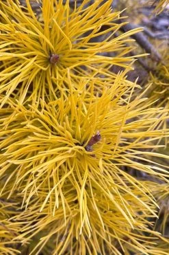 Chief Joseph Golden Lodgepole Pine (Pinus Contorta) - 2 Gallon Pot -Shrub Plant Shop pinus contorta chief joseph golden lodgepole pine 6