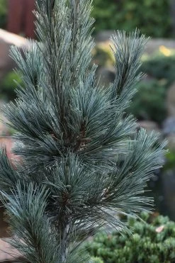 Vanderwolf's Pyramid Limber Pine (Pinus Flexilis) - 2 Gallon Pot -Shrub Plant Shop pinus flexilis vanderwolfs pyramid limber pine 2 1