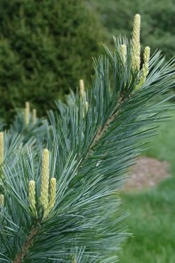 Vanderwolf's Pyramid Limber Pine (Pinus Flexilis) - 2 Gallon Pot -Shrub Plant Shop pinus flexilis vanderwolfs pyramid limber pine 3 1