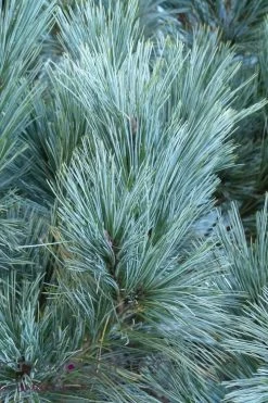 Vanderwolf's Pyramid Limber Pine (Pinus Flexilis) - 2 Gallon Pot -Shrub Plant Shop pinus flexilis vanderwolfs pyramid limber pine 4 1