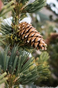 Vanderwolf's Pyramid Limber Pine (Pinus Flexilis) - 1 Gallon Pot -Shrub Plant Shop pinus flexilis vanderwolfs pyramid limber pine 6