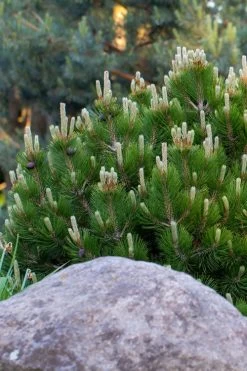 Dwarf Swiss Mountain Pine (Pinus Mugo 'Pumilio') - 2 Gallon Pot -Shrub Plant Shop pinus mugo pumilio dwarf swiss mountain pine 3