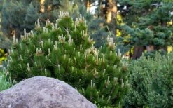 Dwarf Swiss Mountain Pine (Pinus Mugo 'Pumilio') - 2 Gallon Pot -Shrub Plant Shop pinus mugo pumilio dwarf swiss mountain pine 4