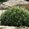Dwarf Swiss Mountain Pine (Pinus Mugo 'Pumilio') - 2 Gallon Pot