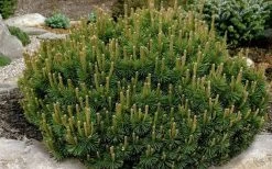 Dwarf Swiss Mountain Pine (Pinus Mugo 'Pumilio') - 2 Gallon Pot -Shrub Plant Shop pinus mugo pumillo dwarf swiss mountain pine 1