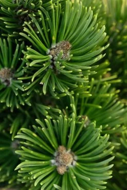 Sherwood Compact Mugo Pine Single Trunk Topiary Tree - 2 Gallon Pot -Shrub Plant Shop pinus mugo sherwood compact mountain pine 1