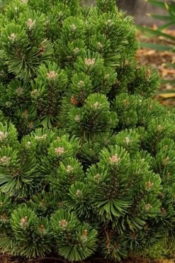 Sherwood Compact Mugo Pine Single Trunk Topiary Tree - 2 Gallon Pot -Shrub Plant Shop pinus mugo sherwood compact mountain pine 2