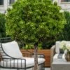 Sherwood Compact Mugo Pine Single Trunk Topiary Tree - 2 Gallon Pot