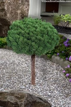 Valley Cushion Mugo Pine Single Trunk Topiary Tree - 1 Gallon Pot -Shrub Plant Shop pinus mugo valley cushion mugo pine single trunk topiary tree 4