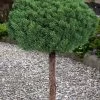 Valley Cushion Mugo Pine Single Trunk Topiary Tree - 1 Gallon Pot