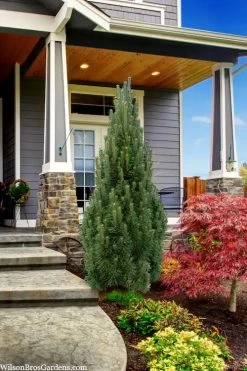 Frank's Columnar Austrian Black Pine (Pinus Nigra) - 5 Gallon Pot -Shrub Plant Shop pinus nigra frank columnar austrian pine 3