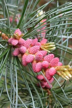 Japanese White Pine (Pinus Parviflora 'Glauca') - 5 Gallon Pot -Shrub Plant Shop pinus parviflora glauca japanese white pine 10