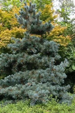 Japanese White Pine (Pinus Parviflora 'Glauca') - 5 Gallon Pot -Shrub Plant Shop pinus parviflora glauca japanese white pine 11