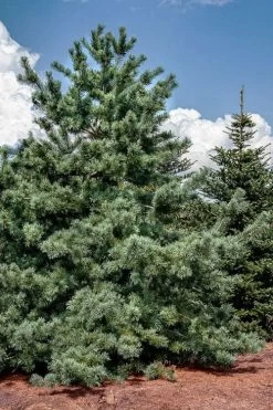 Japanese White Pine (Pinus Parviflora 'Glauca') - 5 Gallon Pot -Shrub Plant Shop pinus parviflora glauca japanese white pine 5