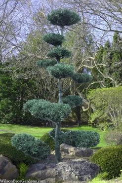 Japanese White Pine (Pinus Parviflora 'Glauca') - 5 Gallon Pot -Shrub Plant Shop pinus parviflora glauca japanese white pine 6