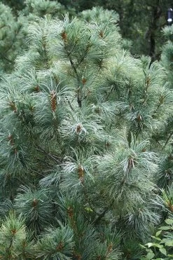 Japanese White Pine (Pinus Parviflora 'Glauca') - 5 Gallon Pot -Shrub Plant Shop pinus parviflora glauca japanese white pine 8