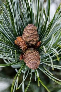 Japanese White Pine (Pinus Parviflora 'Glauca') - 5 Gallon Pot -Shrub Plant Shop pinus parviflora glauca japanese white pine 9