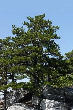 Table Mountain Pine Tree (Pinus Pungens) - 3 Gallon Pot 14 Table Mountain Pine Tree (Pinus Pungens) - 3 Gallon Pot -Shrub Plant Shop pinus pungens table mountain pine tree 1