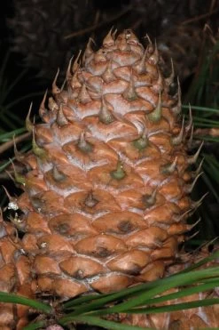 Table Mountain Pine Tree (Pinus Pungens) - 3 Gallon Pot 17 Table Mountain Pine Tree (Pinus Pungens) - 3 Gallon Pot -Shrub Plant Shop pinus pungens table mountain pine tree 11