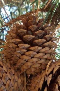 Table Mountain Pine Tree (Pinus Pungens) - 3 Gallon Pot 18 Table Mountain Pine Tree (Pinus Pungens) - 3 Gallon Pot -Shrub Plant Shop pinus pungens table mountain pine tree 12