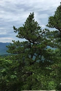 Table Mountain Pine Tree (Pinus Pungens) - 3 Gallon Pot 13 Table Mountain Pine Tree (Pinus Pungens) - 3 Gallon Pot -Shrub Plant Shop pinus pungens table mountain pine tree 2