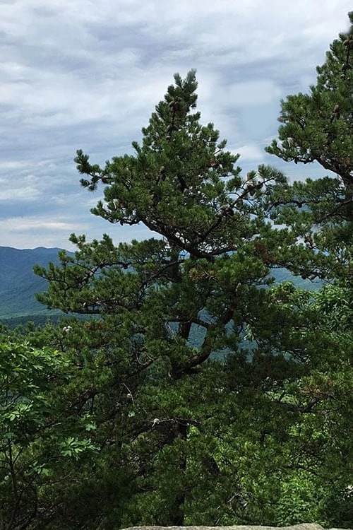 Table Mountain Pine Tree (Pinus Pungens) - 3 Gallon Pot 3 Table Mountain Pine Tree (Pinus Pungens) - 3 Gallon Pot - Image 3