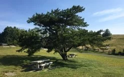 Table Mountain Pine Tree (Pinus Pungens) - 3 Gallon Pot 15 Table Mountain Pine Tree (Pinus Pungens) - 3 Gallon Pot -Shrub Plant Shop pinus pungens table mountain pine tree 3