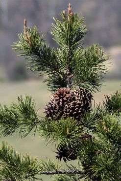 Table Mountain Pine Tree (Pinus Pungens) - 3 Gallon Pot 20 Table Mountain Pine Tree (Pinus Pungens) - 3 Gallon Pot -Shrub Plant Shop pinus pungens table mountain pine tree 4