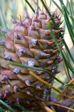 Table Mountain Pine Tree (Pinus Pungens) - 3 Gallon Pot 21 Table Mountain Pine Tree (Pinus Pungens) - 3 Gallon Pot -Shrub Plant Shop pinus pungens table mountain pine tree 6
