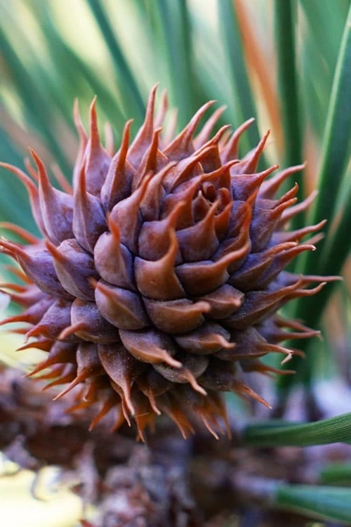 Table Mountain Pine Tree (Pinus Pungens) - 3 Gallon Pot 6 Table Mountain Pine Tree (Pinus Pungens) - 3 Gallon Pot - Image 6