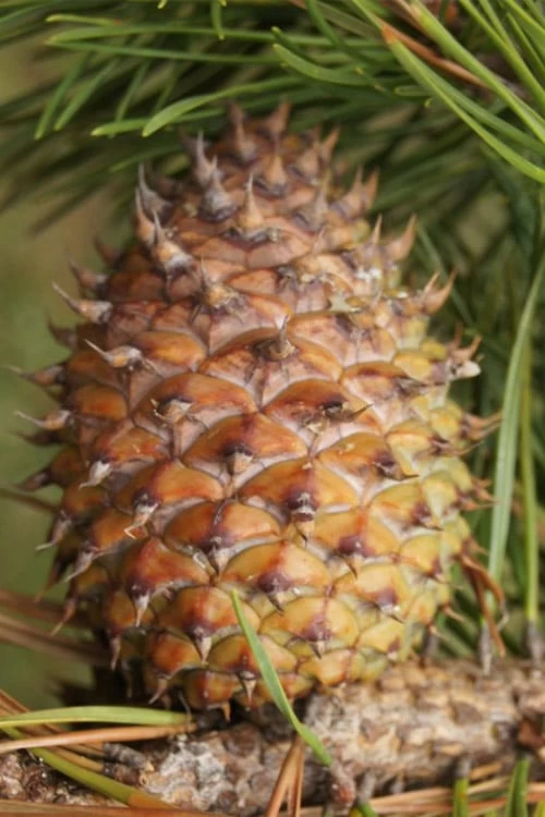 Table Mountain Pine Tree (Pinus Pungens) - 3 Gallon Pot 1 Table Mountain Pine Tree (Pinus Pungens) - 3 Gallon Pot