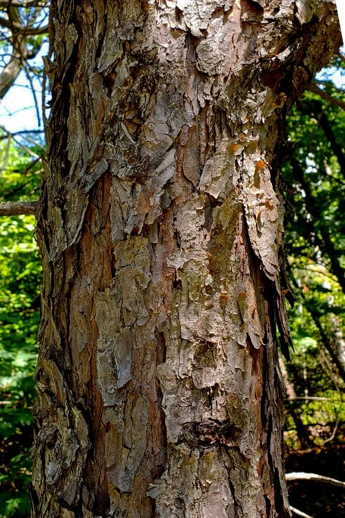 Table Mountain Pine Tree (Pinus Pungens) - 3 Gallon Pot 9 Table Mountain Pine Tree (Pinus Pungens) - 3 Gallon Pot - Image 9