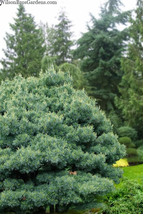 Blue Shag Eastern White Pine - 1 Gallon Pot 1 Blue Shag Eastern White Pine - 1 Gallon Pot