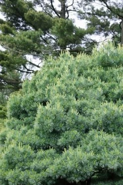Blue Shag Eastern White Pine (Single Trunk Topiary) - 3 Gallon Pot -Shrub Plant Shop pinus strobus blue shag eastern white pine 12 1