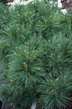 Blue Shag Eastern White Pine - 1 Gallon Pot 10 Blue Shag Eastern White Pine - 1 Gallon Pot -Shrub Plant Shop pinus strobus blue shag eastern white pine 13