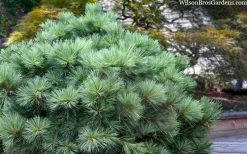 Blue Shag Eastern White Pine - 1 Gallon Pot 11 Blue Shag Eastern White Pine - 1 Gallon Pot -Shrub Plant Shop pinus strobus blue shag eastern white pine 3