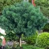 Blue Shag Eastern White Pine (Single Trunk Topiary) - 3 Gallon Pot