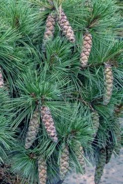 Coney Island White Pine - 2 Gallon Pot -Shrub Plant Shop pinus strobus coney island white pine 11