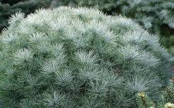 Sea Urchin Miniature Eastern White Pine - 2 Gallon Pot -Shrub Plant Shop pinus strobus sea urchin dwarf eastern white pine 2